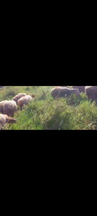 bakida cins ineklerin satisi: Dişi, il: 2, 50 kq, Damazlıq, Ünvandan götürmə — 7