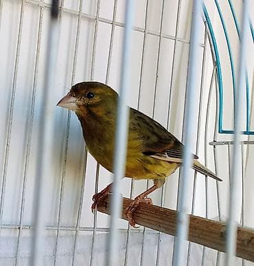 dekorativ quslar: 1 yaşında yaşıl erkək bülbül həle cütde olmayıb çox qızğın erkəkdi — 2