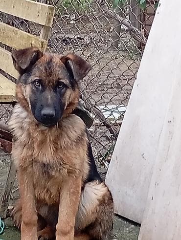 husky balasi satilir: Alman çoban iti — 3