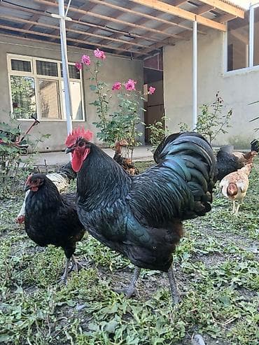 Avstrolorp ailesi 1 xoruz 2 fere qurd dermani cicek vaksini. Cumo at lalafo.az Avstrolorp ailesi 1 xoruz 2 fere qurd dermani cicek vaksini. Cumo