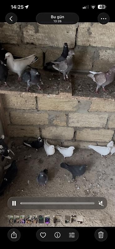 turac quş: 20 dene Heyvandı — 5