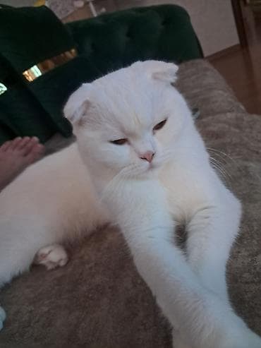 dosan sekili: Britan, Dişi, Yaxşı əllərə, Pulsuz çatdırılma — 7