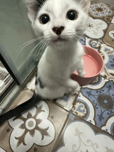 pekines it satisi: Yaxşı əllərə — 2