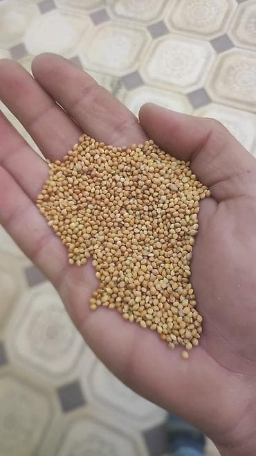 Toxumlar: Ağ darı toxumu — 1