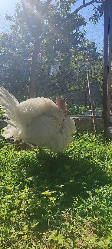 kanada hinduşka: Ag kanada erkek hinduskasi tam sağlam aktiv heyvandi kq 10manata ünvan — 2