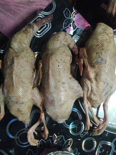 İçkilər: Təbii kənd ördəyi 🦆 – təmizlənmiş kq 13 azn içalat ilə birlikdə — 3