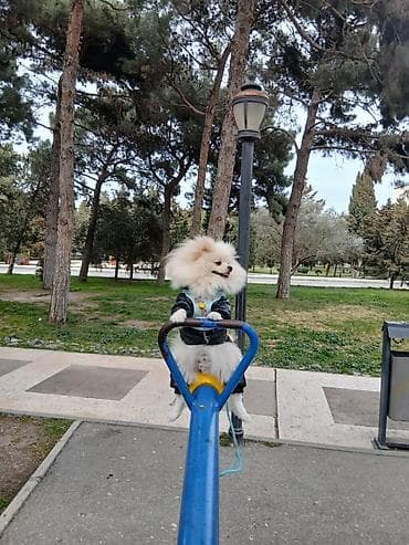 pomera: Şpitz — 4