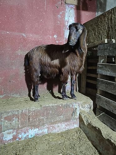 Super damazliq heleb ve turk kecilermiz geldi kime maraqlidsa zeng lalafo.az -da Super damazliq heleb ve turk kecilermiz geldi kime maraqlidsa zeng