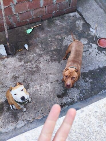 ayagi tuklu toyuqlar: Pitbul, 1 ay, Ünvandan götürmə, Rayonlara çatdırılma, Pulsuz çatdırılma — 16