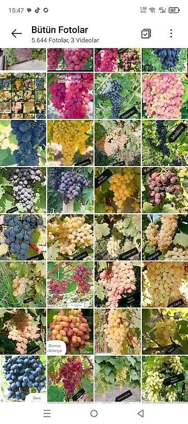 zeytun tingləri: Üzüm tingləri satılır 070 2223552 zəng və vatsap Bakı Sumqayıt — 2