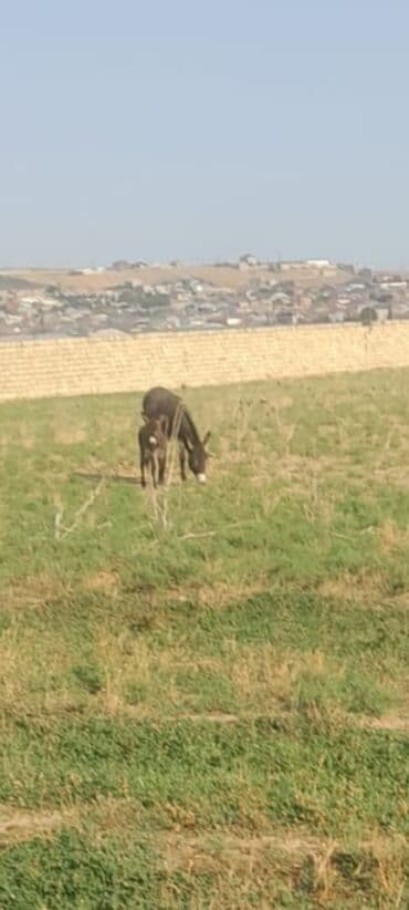 eşşək şəkilləri: Uzun qulaq südü satılır 100 qırami 10 azn — 1