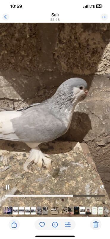 maraqli it adlari: Delfin cinsi erkek 50 manat Cins göyərçin – dekorativ lələkli ayaqlı — 8