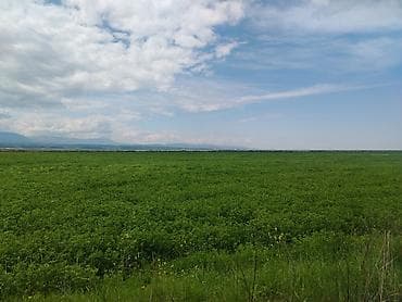 Satış: yonca satılır. May ayına hazır olacaq. Elit yoncadı. Birinci