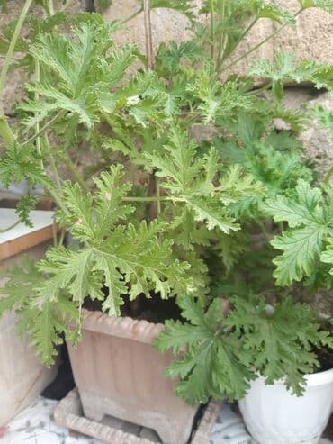 ətirşah bitkisi: Etirsah
7azn — 1