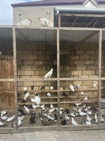 ağ dovşan: Məhsul: Ev şəraitində saxlanılan dekorativ göyərçinlər kolleksiyası — 2