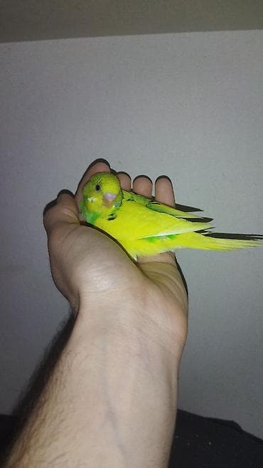 xaski it adlari: Il — 9