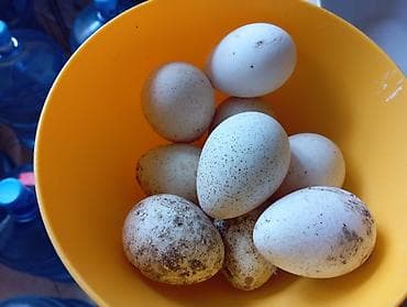 Təbii kənd yumurtası – sərbəst gəzən quşların günlük yığılan