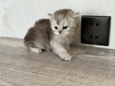 вислоухий кот цена: Шотладская вислоухая, В добрые руки — 2