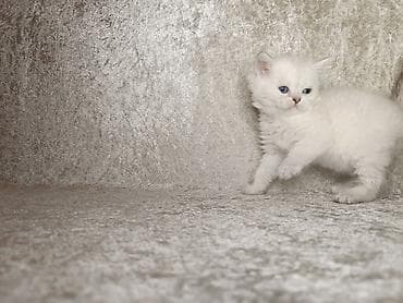 pişik yemi: Qızıl şinşilla, Erkək — 7