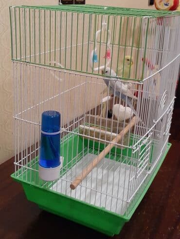 клетки для попугаев купить: Bülbüllər üçün qəfəs – aksesuarlarla - Rəng: yaşıl altlıq, ağ — 3