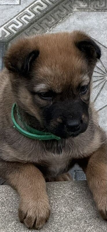 йоркширский терьер цена в баку: 2 месяца, С прививками — 3