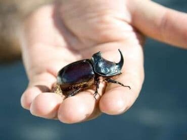 qara şəkil: Fiqur, rəng - Qara — 1