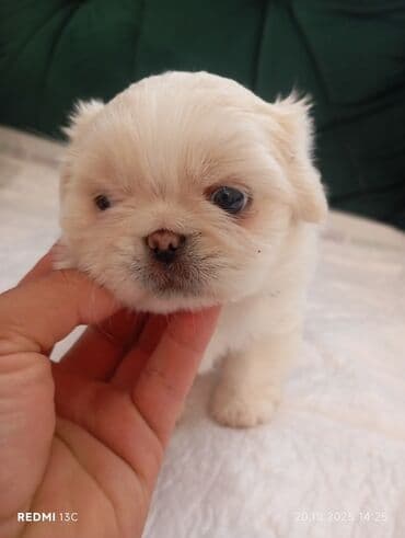 купить хаски щенка: Pekines — 6