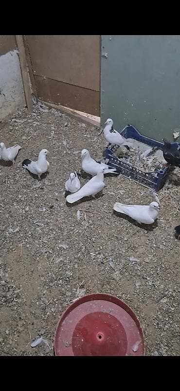 15dənə tutulma heyvandı 5 manatdan ünvan bakı naxçıvanski 070. 232 32