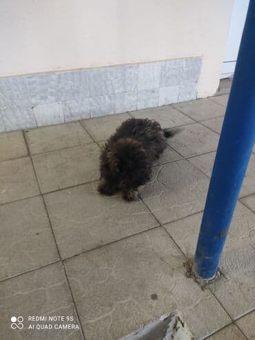 qurdbasar itleri: Pudel — 8