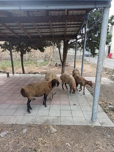 cins ineklerin satisi 2018: Məhsul: Qoyun sürüsü Təsvir: - Şəkildə 5 baş yerli cins qoyun-göyünə — 1