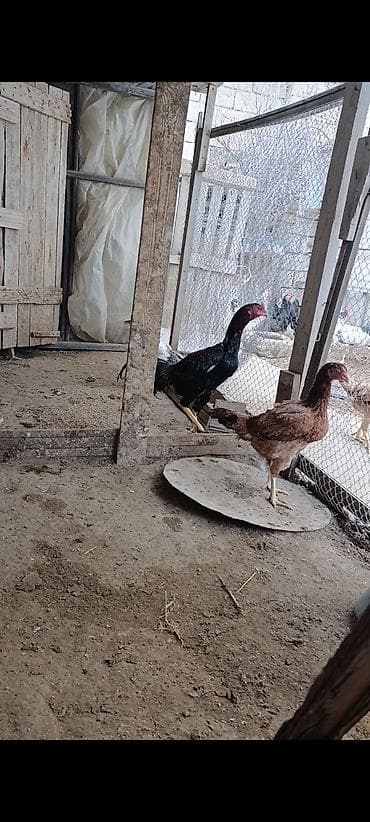 Digər heyvanlar: Toyuq, Damazlıq — 2