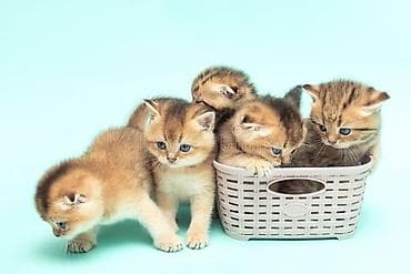 Кошки: Шотландская, Самец, Самка, В добрые руки, Самовывоз, Бесплатная доставка, Платная доставка — 3