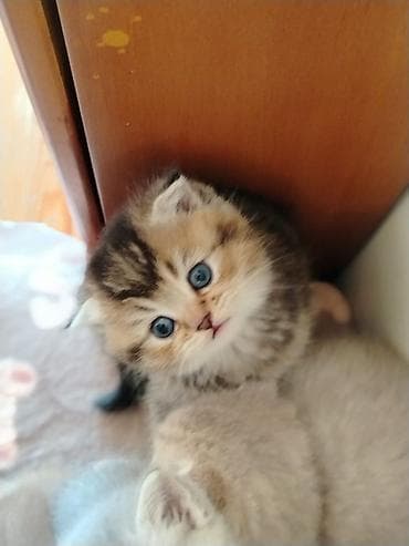 pişik pişik: Britan — 4