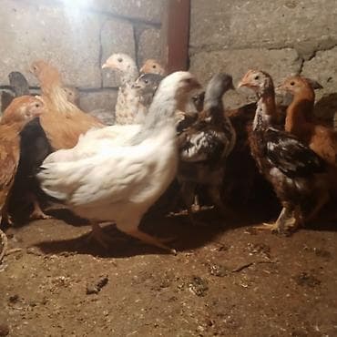 samsung c3 ekran: Samsung B200, 2 GB, rəng - Ağ, Barmaq izi — 5