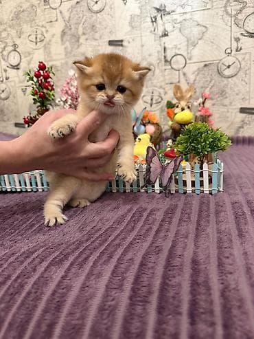 itler pikines type 1: Britan — 7