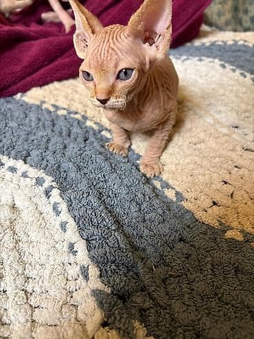 Heyvanlar üçün mallar: Sfinks, Yaxşı əllərə — 5