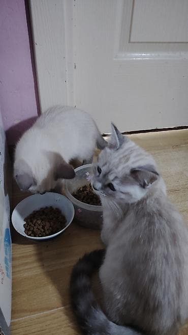 ev pisiyi satisi: Britan yastı qulaq, Erkək, Dişi, Yaxşı əllərə, Ünvandan götürmə, Pulsuz çatdırılma, Ödənişli çatdırılma — 9