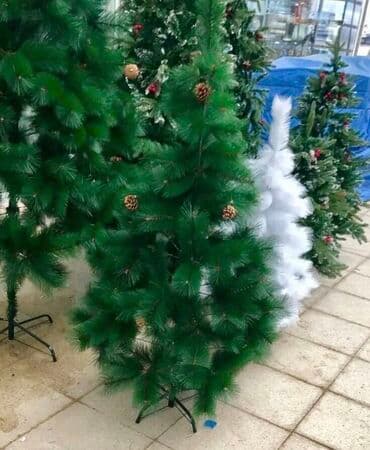 yolka ağacları: Yolkalar — 4