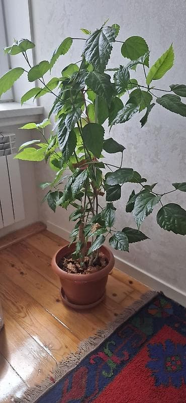 hilba bitkisi: Hibiskus (Çin qızılgülü), torfa əkilib - Hündürlüyü təxminən 120–150 — 8