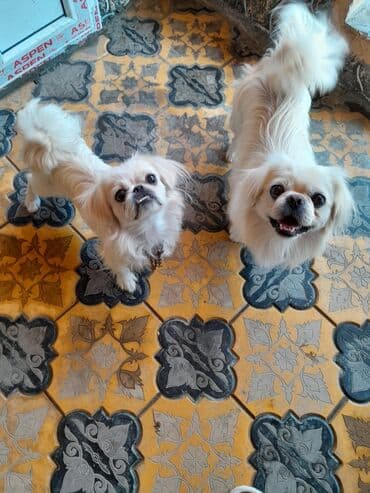 it cutlesdirmek: Pekines, 1 il, Erkek, Sənədli — 4