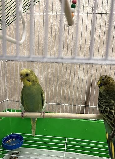 cex quşlar: Mehebbet quşları.4quş qefes ve diger aksesuarları dermanı ile birlikde — 1