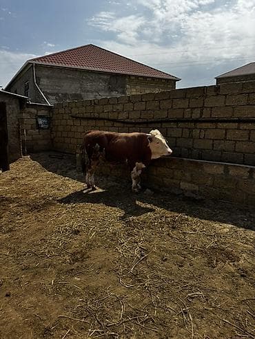 etlik iney: İki baş təmiz qan erkək simmental dana satılır. Böyüyünün 1 yaşı var — 7
