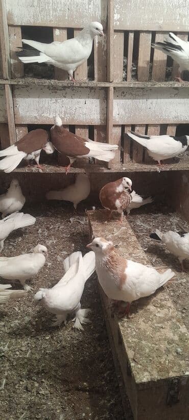 Hazir cutdulər balasida var real aliciya cuzi endirim olacaq Təsvir