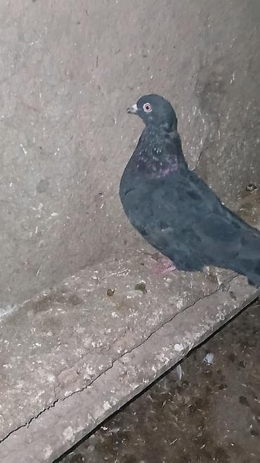 Balıqlar: Kömür qara dişi 5 manata satılır. Ağı yoxdur kömür qaradı. Ünvan — 2