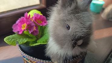 qiz dovsan adlari: Cinsler — 3