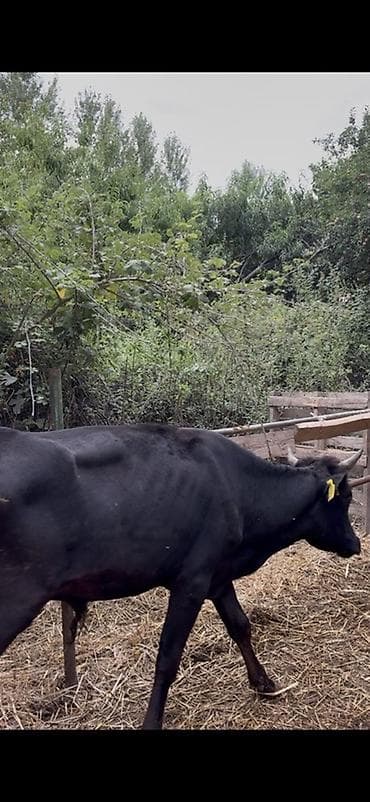 cins piwikler: 🐂 3–5 AYLIQ ERKƏK DANALAR SATILIR! 📌 28 baş erkək dana mövcuddur. 📌 — 7