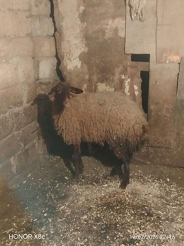 heyvan bazari keci: Satılır 1 qarın doğub şişək di boğaz olub olmağını bilmirəm qoç içində — 1
