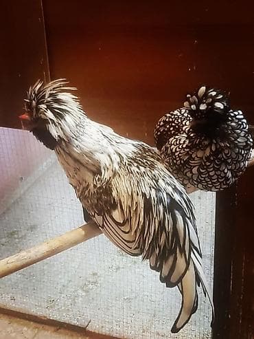 Toyuq, Damazlıq, Ünvandan götürmə