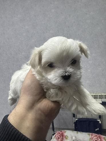 menali it adlari: Malta bolonka — 2