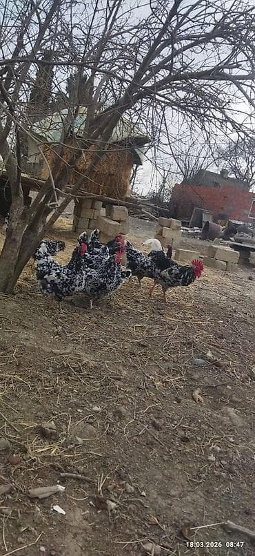 Toyuq cücələri, Damazlıq, Rayonlara çatdırılma, Ünvandan götürmə, Pulsuz çatdırılma